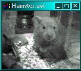 258 KB - Hamster.zip